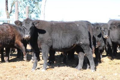 80 VGQ Weaned Angus Steers