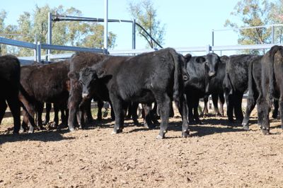 80 VGQ Weaned Angus Steers