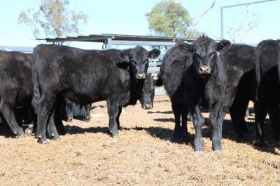 80 VGQ Weaned Angus Steers