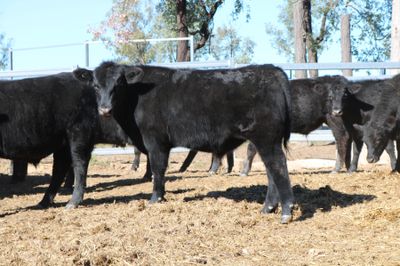 80 VGQ Weaned Angus Steers