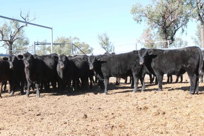 80 VGQ Weaned Angus Steers