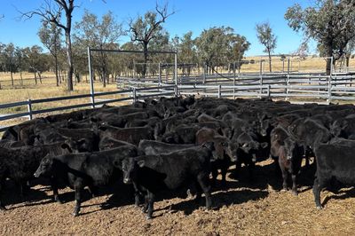 80 VGQ Weaned Angus Steers
