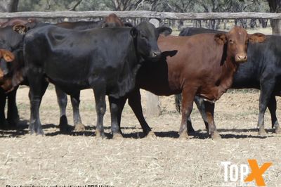 115 SANTA-X HEIFER'S PTIC TO ANGUS BULLS
