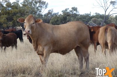 115 SANTA-X HEIFER'S PTIC TO ANGUS BULLS