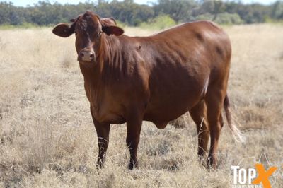 115 SANTA-X HEIFER'S PTIC TO ANGUS BULLS