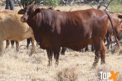 115 SANTA-X HEIFER'S PTIC TO ANGUS BULLS