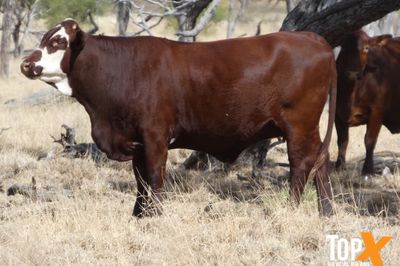 115 SANTA-X HEIFER'S PTIC TO ANGUS BULLS