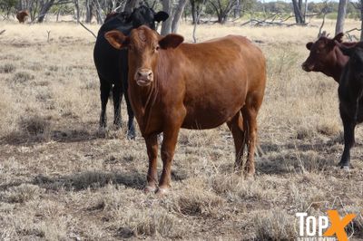 115 SANTA-X HEIFER'S PTIC TO ANGUS BULLS
