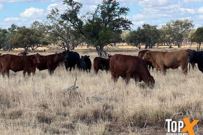 115 SANTA-X HEIFER'S PTIC TO ANGUS BULLS