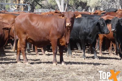 A+ 114 SANTA-X COWS PTIC TO ANGUS BULLS