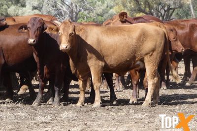 A+ 114 SANTA-X COWS PTIC TO ANGUS BULLS