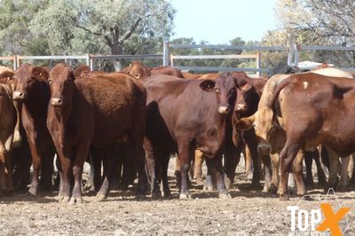 A+ 114 SANTA-X COWS PTIC TO ANGUS BULLS
