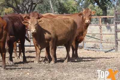 A+ 114 SANTA-X COWS PTIC TO ANGUS BULLS
