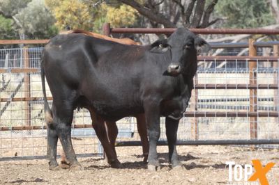 A+ 114 SANTA-X COWS PTIC TO ANGUS BULLS
