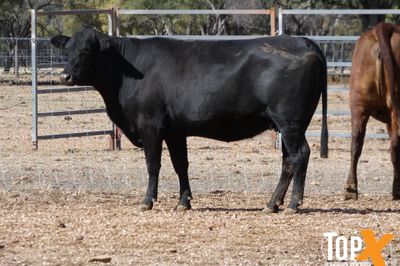 A+ 114 SANTA-X COWS PTIC TO ANGUS BULLS
