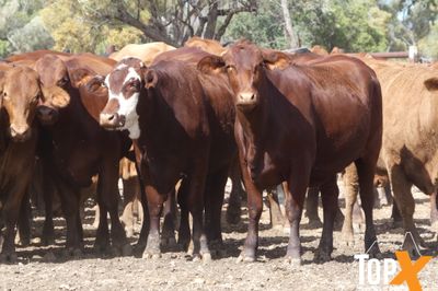 A+ 114 SANTA-X COWS PTIC TO ANGUS BULLS