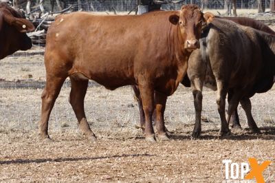 A+ 114 SANTA-X COWS PTIC TO ANGUS BULLS