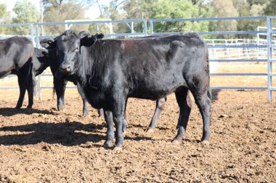 A + 12/06/26 - 102 Angus X Feeder Heifers