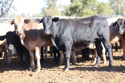 A + 12/06/26 - 102 Angus X Feeder Heifers