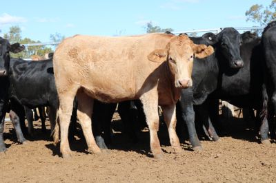 A + 12/06/26 - 102 Angus X Feeder Heifers