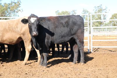 A + 12/06/26 - 102 Angus X Feeder Heifers