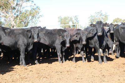 A + 12/06/26 - 102 Angus X Feeder Heifers
