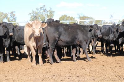 A + 12/06/26 - 102 Angus X Feeder Heifers