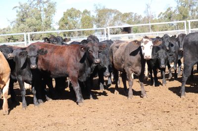 A + 12/06/26 - 102 Angus X Feeder Heifers
