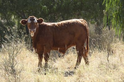 A/C Derbyshire Downs 255 ANG S/G CHR X Weaners