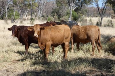 A/C Derbyshire Downs 255 ANG S/G CHR X Weaners