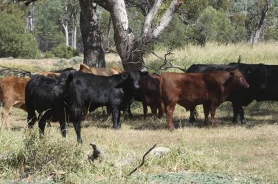 A/C Derbyshire Downs 180 CHR / Angus X Weaners