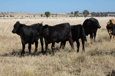 A/C Derbyshire Downs 180 ANG / CHR X Weaners