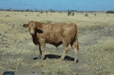 A/C Derbyshire Downs 180 ANG / CHR X Weaners