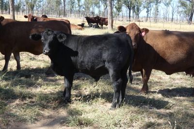 A/C Derbyshire Downs 180 CHR / Angus X Weaners