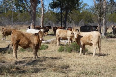 A/C Derbyshire Downs 180 ANG / CHR X Weaners
