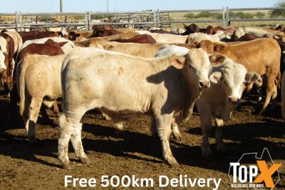 180 Weaned Bulls