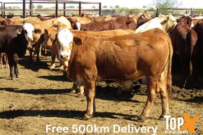 204 Weaned Steers