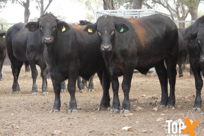 A+ 288 ANGUS X FEEDER STEERS