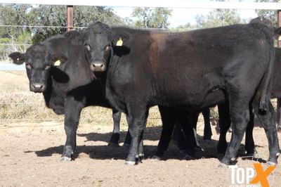 A+ 288 ANGUS X FEEDER STEERS