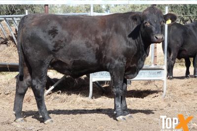 A+ 288 ANGUS X FEEDER STEERS
