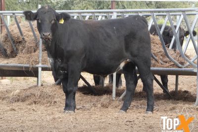 A+ 288 ANGUS X FEEDER STEERS