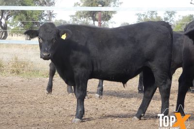 A+ 288 ANGUS X FEEDER STEERS