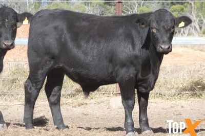 A+ 288 ANGUS X FEEDER STEERS
