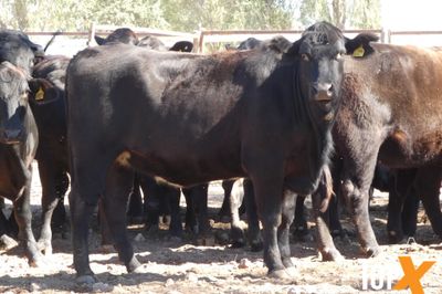 A+ 48 SPAYED ANGUS X HEIFERS
