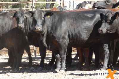 A+ 48 SPAYED ANGUS X HEIFERS