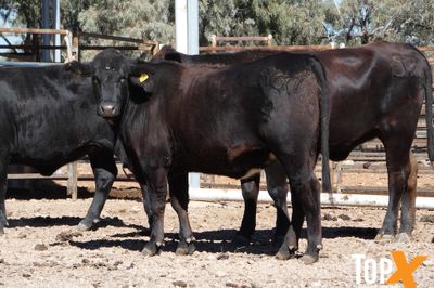 A+ 48 SPAYED ANGUS X HEIFERS