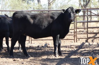 A+ 48 SPAYED ANGUS X HEIFERS