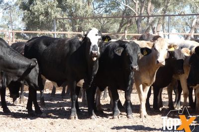 A+ 48 SPAYED ANGUS X HEIFERS