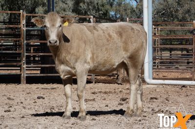 A+ 48 SPAYED ANGUS X HEIFERS