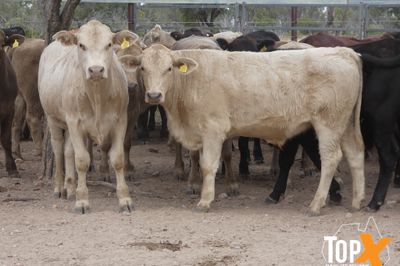A+ 288 ANGUS X FEEDER STEERS